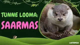 Tunne looma:  SAARMAS