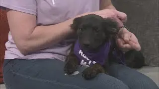 Shelter Spotlight: Foxy