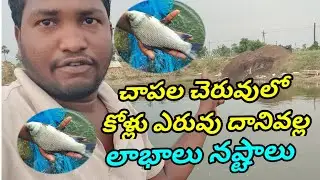 Fish Farming Tips In Telugu | GK Babu Btech Fish Farmer
