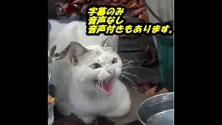 家にご飯をもらいに来る猫をアルと名付け、どうするか検討