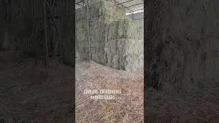 Premium Quality Rhodes Grass Ready for Export