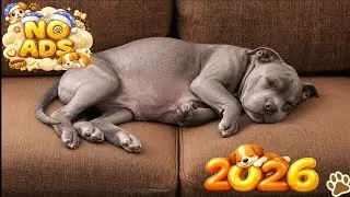 12 Hours Dog Calming Music🎵Dog Sleep 🐶Dog Separation Anxiety Relief Music - No Ads