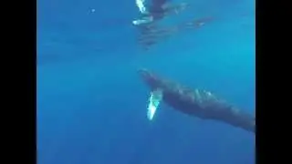 Baleine et baleineau Haapiti