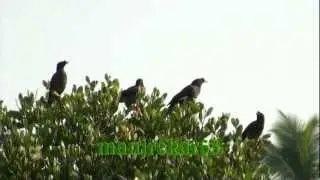 Crested Myna