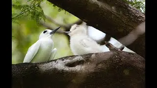 White Tern (Gigis alba) / Manu O Kū.  4K