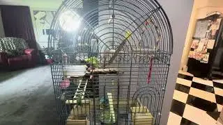 Budgies bathe in a plate