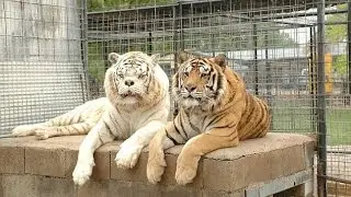Video 6 - Pedigrees and inbreeding Tut 9