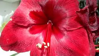 Гиппеаструм (амариллис) Красная Жемчужина - Hippeastrum (amaryllis) Red Pearl