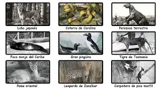 Todos Los Animales Extintos Que A&uacute;n Podr&iacute;an Estar Vivos