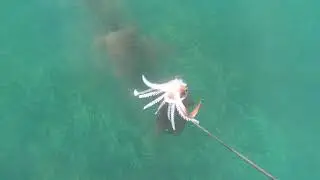 SPEARFISHING MASSIVE SOUTHERN CALAMARI - PORT PHILLIP BAY