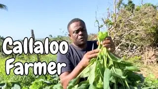 Harvesting callaloo  for my Neighbors in St.Elizabeth Jamaica 🇯🇲 