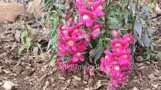 Colourful snapdragon flowers blooming in garden close shots