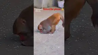 monkey funny video 🤣🤣🤣 #viral #shortvideo #ytshorts #funny