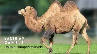 Bactrian Camel Facts: Nature's Survivor | Mongolian Camel