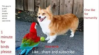 this guy made people aware , 1 minute for birds please . #pyaasbujhao