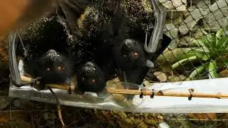 Adorable bats at Jersey Zoo - #BatWeek