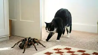Epic Encounters Between Cats & Wild Animals 😹 | Hilarious Moments 2026