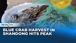 Massive Blue Crab Harvest Underway in Shandong