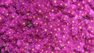 Ice Plant Flower Bloom Time Lapse