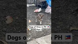 Dogs of Virac 🇵🇭 during my travel - Part 1 #philippines #pinoy #filipinoculture #dog #dogs #puppy