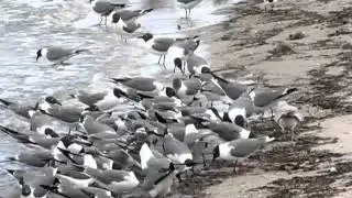 Laughing Gulls Feeding