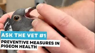 Ask the vet #1: preventive measures in pigeon health