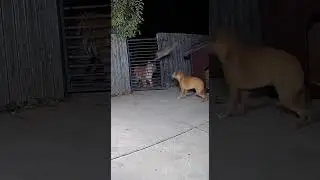Epic Battle: Cat and Dog vs Tiger! 🐱🐶🆚🐅 #shorts