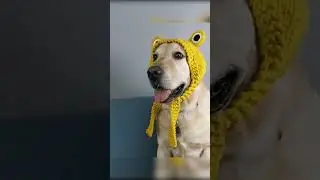 MeetClaw Large Knitted Dog Hat