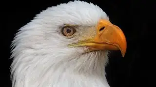 King of Birds - Eagle (Some Information)... #sbo #parttimejob #workfromhome #birdslovers
