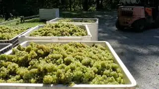 North Carolina Winery For Sale w/ Vineyard, Restaurant, Mill, Home & Cabins