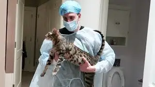 EMERGENCY CAT SURGERY!!!!
