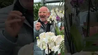 Pflegetipps f&uuml;r Orchideen von TV G&auml;rtner R&uuml;diger Ramme! #orchideen #pflegetipps