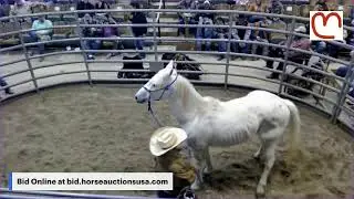 Mize Horse Sale - Mize, Mississippi