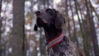 Jak przygotować psa do zaprzęgu? [Przyłapani w akcji]