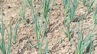 how to water plants?? (spring onion) #trending#liveyoutube#kdm#hortikulturabawab