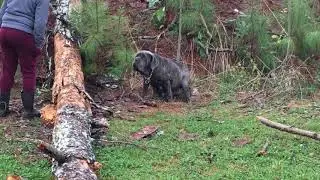 Italian Mastiff & Americane Da Presa Merdionale | Americane Da Presa Meridionale puppies otw!!!