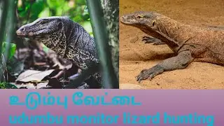 காட்டில் உடும்பு வேட்டை/udumbu hunting /monitor lizard hunting
