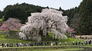 Japan Kansai Nara Matabei Zakura Uda River Cherry Trees Somei Yoshino Weeping Cherry Beautiful View