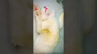 The Cat Billu😂 #imranvlogs #cat #music #kitten #love