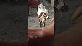 #rapidkidstv #گائے #shortvideo #animals #ayemereallahmujhkokaramdefarmana  #madinesebulawaaarahahai