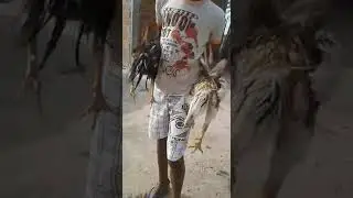 Meus galos er pinto