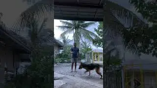 How I and my female German shepherd bonding this time💯🐕🐾👌#dog #germanshepherd #gsdpage #dogowner