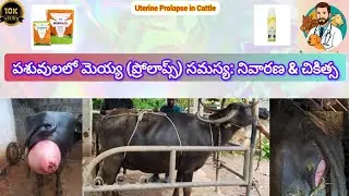 Treatment and Prevention of Uterine Prolapse in Cattle and Buffalo #veterinary tips