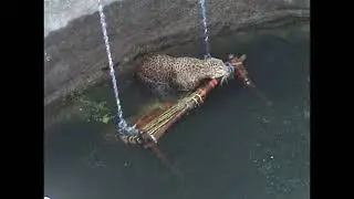Clever Leopard    Fall in well trying for escape,   Run away from Cage