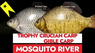 RF4 - RUSSIAN FISHING 4 - MOSQUITO RIVER  - TROPHY GIBLE AND CRUCIAN CARP