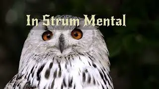 In Strum Mental