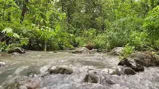No Music - 1 Hour of Relaxing Mossy Stream