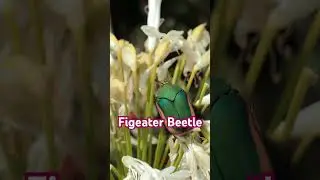 Green Beetle Flies  #insectvideo #macrovideo #insects #nature