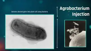 Biolistics and Bacterial Injections