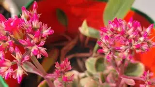 All about kalanchoi plant // Indoor plants // best plant for balcony Garden 